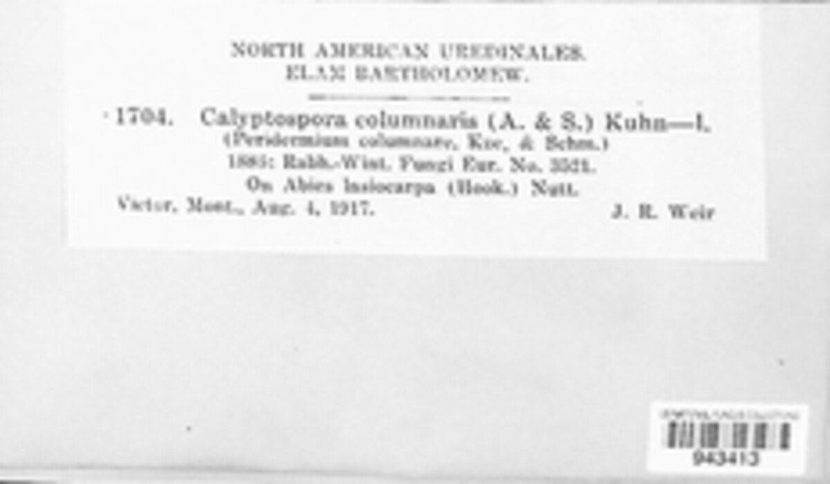 Calyptospora columnaris image